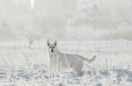 Screenshot 2025 08 12 at 3.35.25 PM